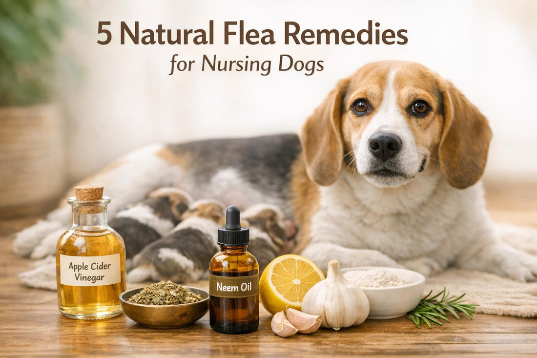 5 Natural Flea Remedies for Nursing Dogs